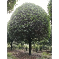 10公分桂花價(jià)格12公分桂花樹(shù)15公分桂花批發(fā) 圖片