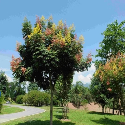 唐山小區(qū)綠化 承德小區(qū)綠化 天津小區(qū)綠化 秦皇島小區(qū)綠化